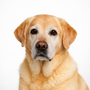 Labrador de 12 ans