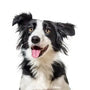 Border collie de 9 ans